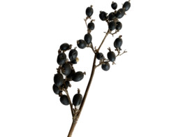BLACK BERRY 3branches